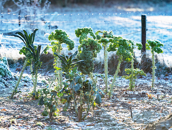 La Mejor Manera de Proteger tus Plantas y Huerto del Frío