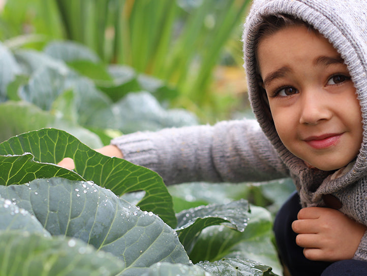 ¿Qué tipo de plantas son mejores para plantar en invierno?
