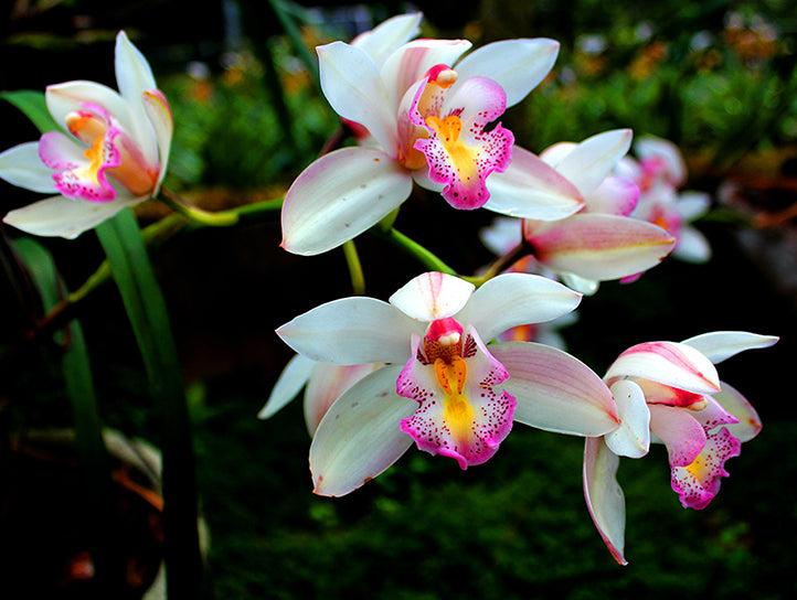 Las Mejores Plantas Ornamentales Para un Invernadero de Cristal